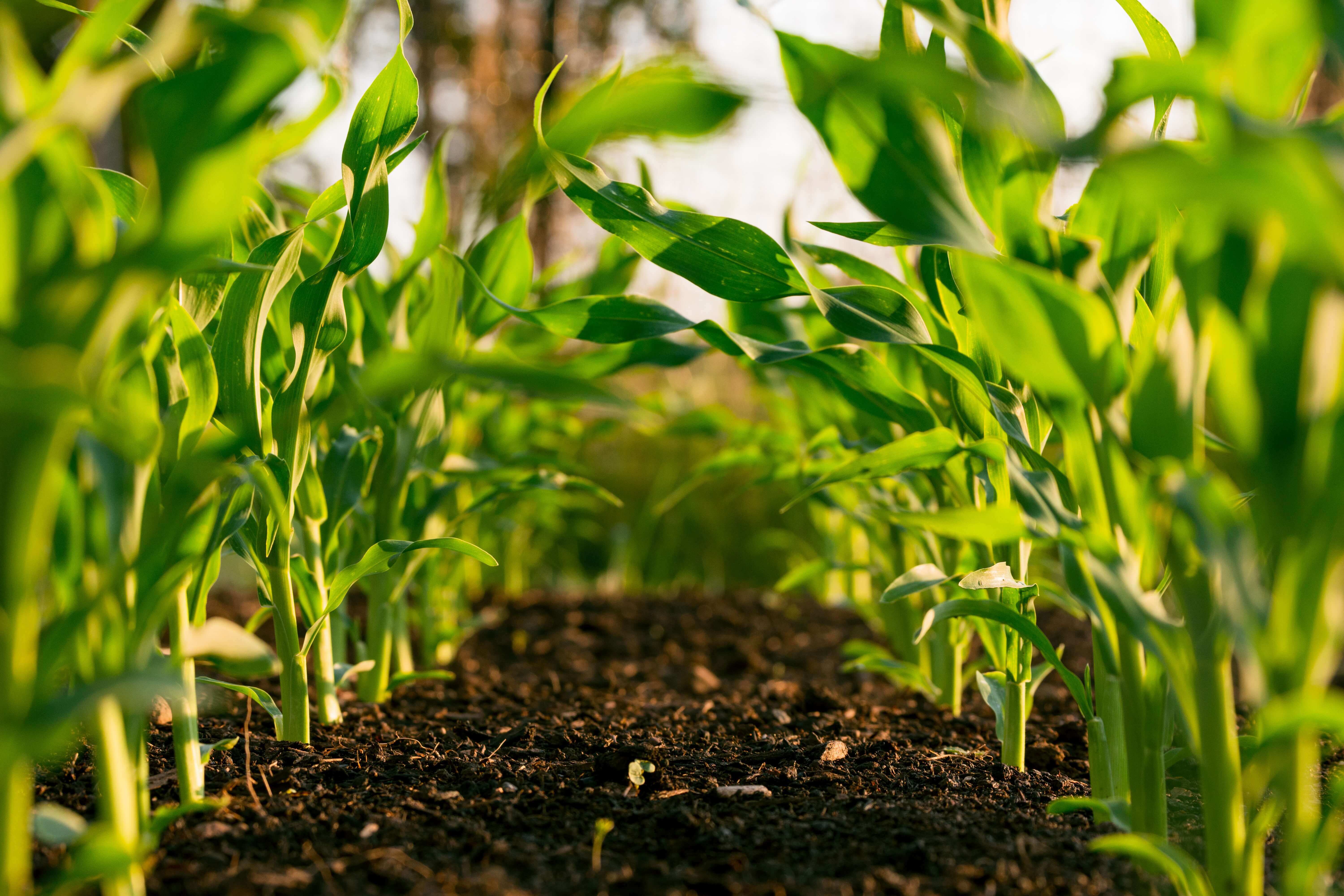 Regenerative Agriculture and How It Can Help Our Planet