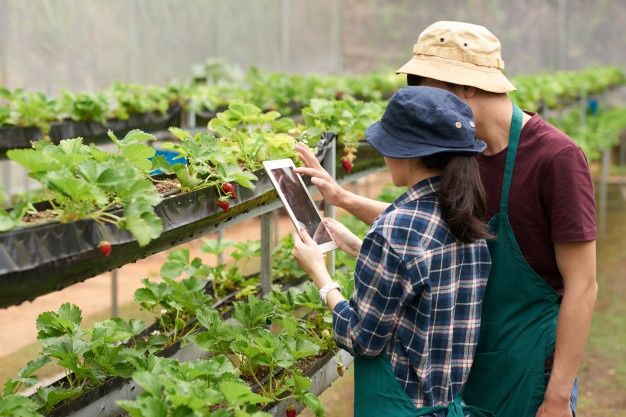 Smart Urban Agriculture and How It Can Feed Cities Sustainably